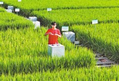 院士团队良种良法赋能 “梁平稻”创下亩产新高